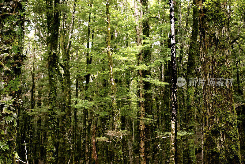 银山毛榉森林(Nothofagus Menziesii)，新西兰